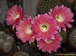 Echinopsis Hybride 018